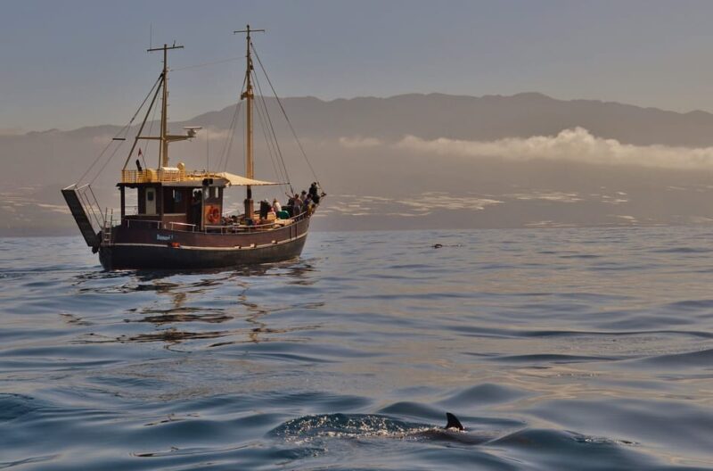 La Palma: 4-Hour Coastline Cruise With Tapas and Barbecue - Key Points