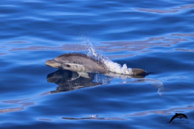 La Palma: 4-Hour Coastline Cruise With Tapas and Barbecue - Customer Feedback