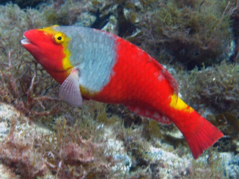 La Palma: Atlantic Snorkeling Tour With Full Gear Rental - Key Points