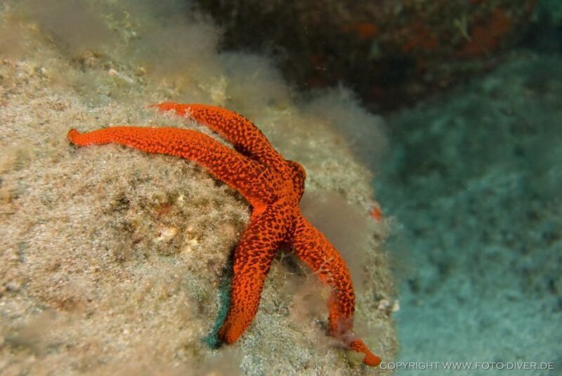 La Palma: Atlantic Snorkeling Tour With Full Gear Rental - Booking Information