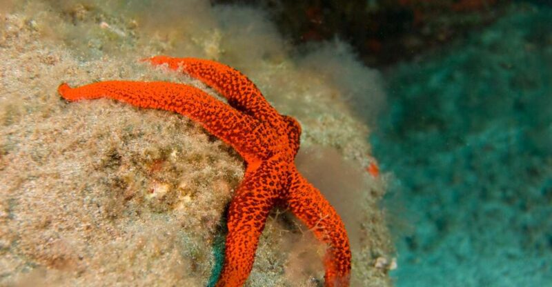 La Palma: Atlantic Snorkeling Tour With Full Gear Rental - Snorkeling Experience