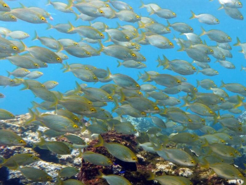 La Palma: Atlantic Snorkeling Tour With Full Gear Rental - Equipment and Facilities