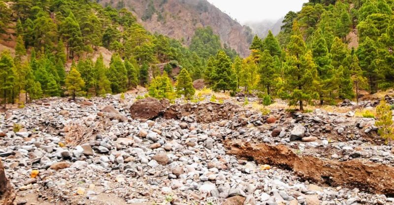 La Palma: Caldera De Taburiente National Park Guided Hike - Key Points
