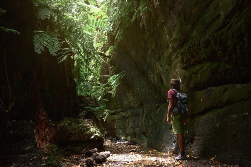 La Palma: Cubo De La Galga (Trekking Tour) - Key Points