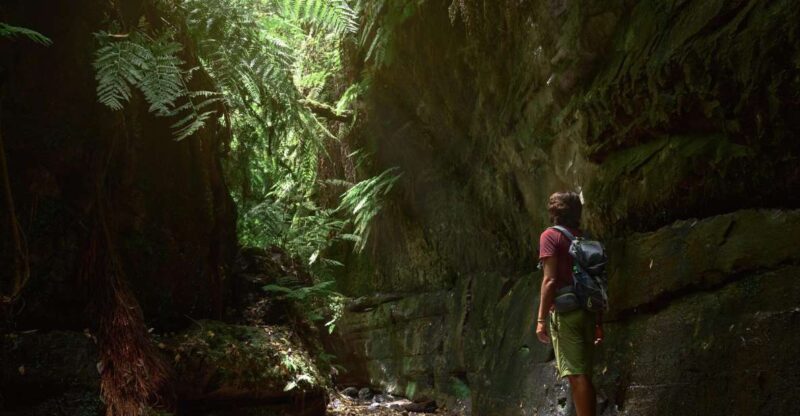 La Palma: Cubo De La Galga (Trekking Tour) - Experience Highlights