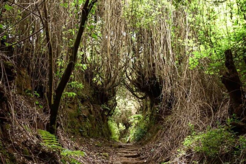 La Palma: Cubo De La Galga (Trekking Tour) - Guided Tour Details