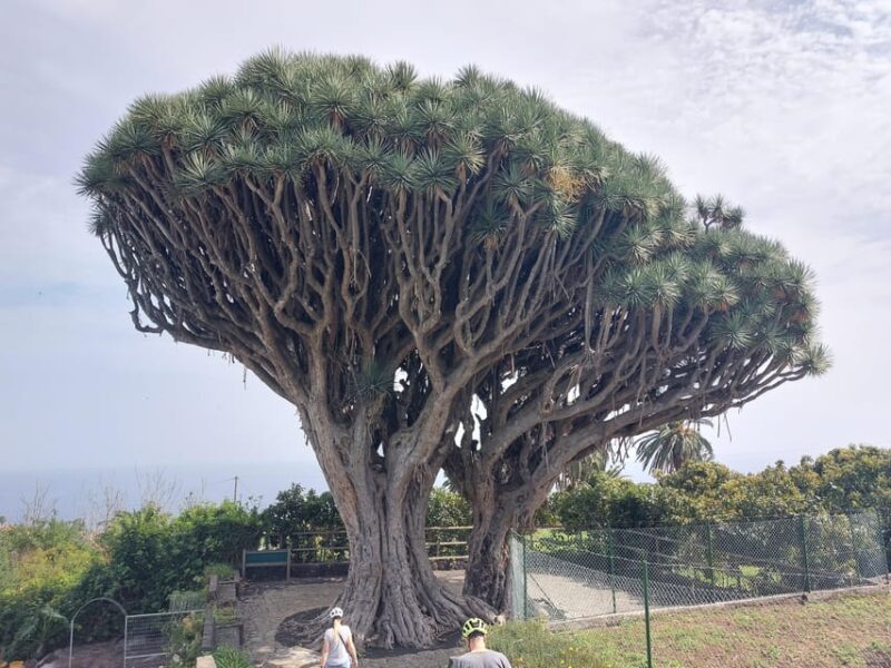 La Palma: Discover the Beautiful Island With an Electric Bike - Key Points