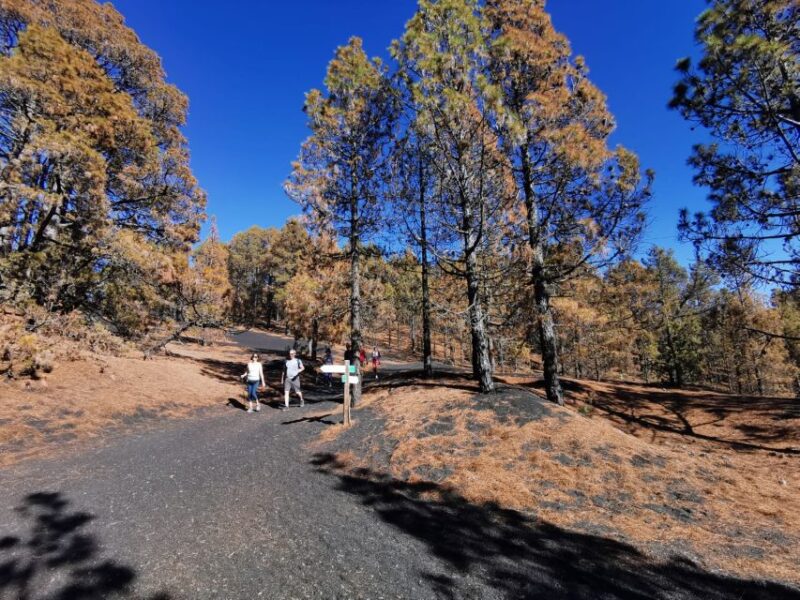 La Palma: Guided Tour to Tajogaite Volcano With Transfer - Highlights of Volcanic Activity