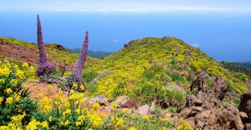 La Palma: Guided Trekking Tour to El Roque De Los Muchachos - Key Points