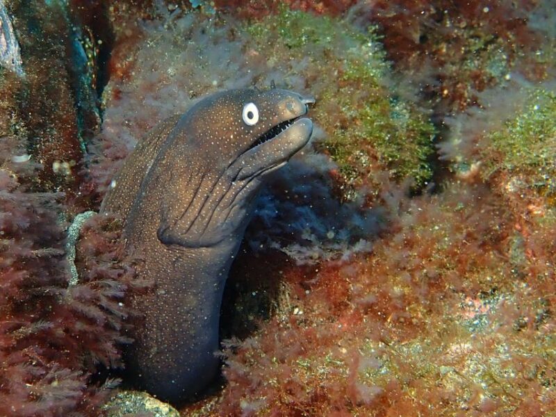 La Palma: Snorkeling Tour in Los Cancajos - Snorkeling Experience