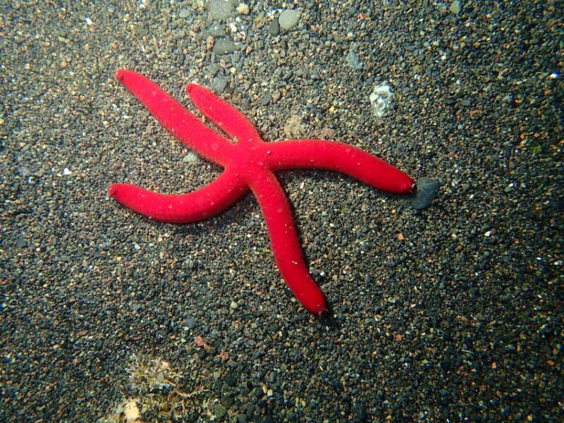La Palma: Snorkeling Tour in Los Cancajos - Meeting Point