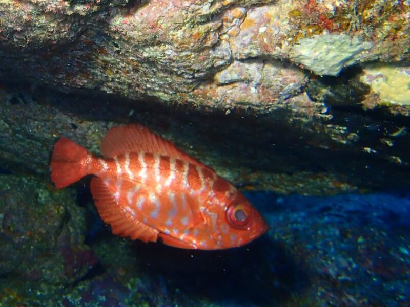 La Palma: Snorkeling Tour in Los Cancajos - Frequently Asked Questions