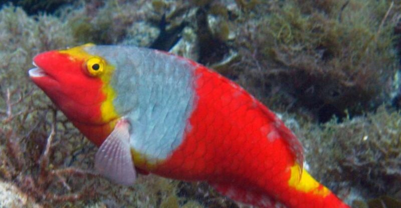 La Palma: SSI Try Scuba Program - Dive Locations