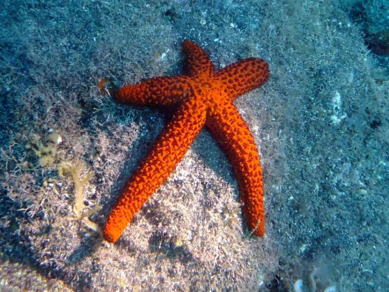 La Palma: SSI Try Scuba Program - Group Size and Suitability