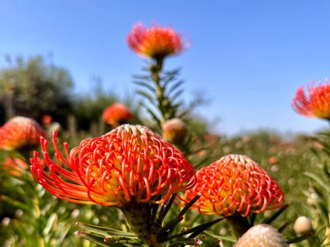 La Palma: Tour of an Ecological Farm With Animals & Tasting - Regional Specialties