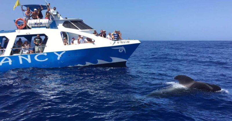La Palma: Wildlife Viewing and Cumbre Vieja Boat Tour - Boat Amenities
