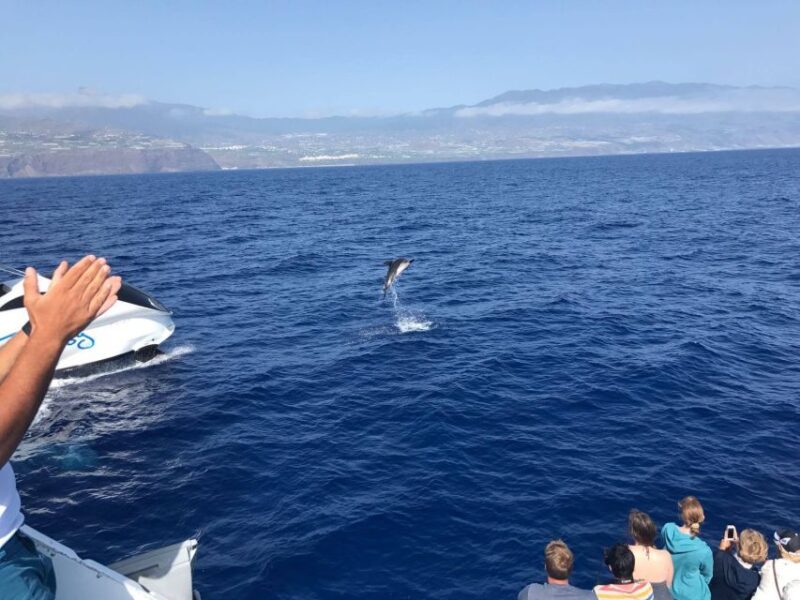 La Palma: Wildlife Viewing and Cumbre Vieja Boat Tour - Marine Life Viewing