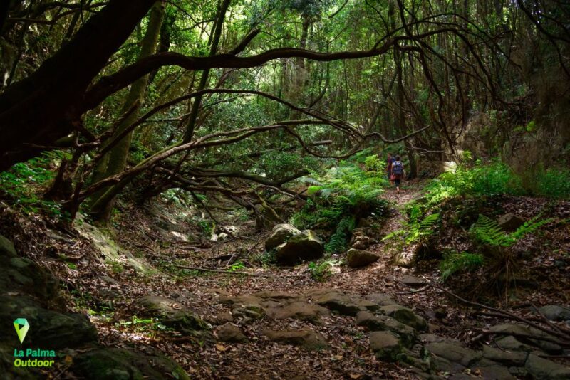 La Palma: Zarza Archaeological Park Guided Trek - Experience Highlights