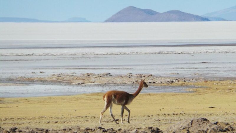 La Paz: 1-Day Uyuni Salt Flats Tour by Flight With Hotel - Included Amenities