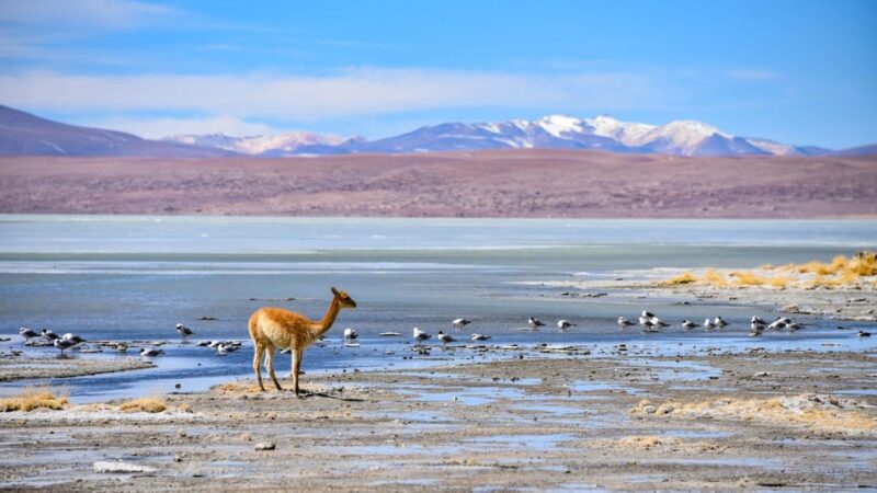La Paz: 4-Day Excursion to San Pedro De Atacama With Salt Flats - Included Meals and Entrance Fees