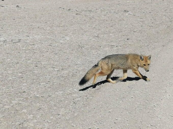La Paz: 5-Day Uyuni Salt Flats by Bus - Local Experiences and Culture