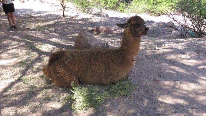 La Paz: 6-Day Private Best-Of-Bolivia Tour With Flights - Flight and Accommodation Details