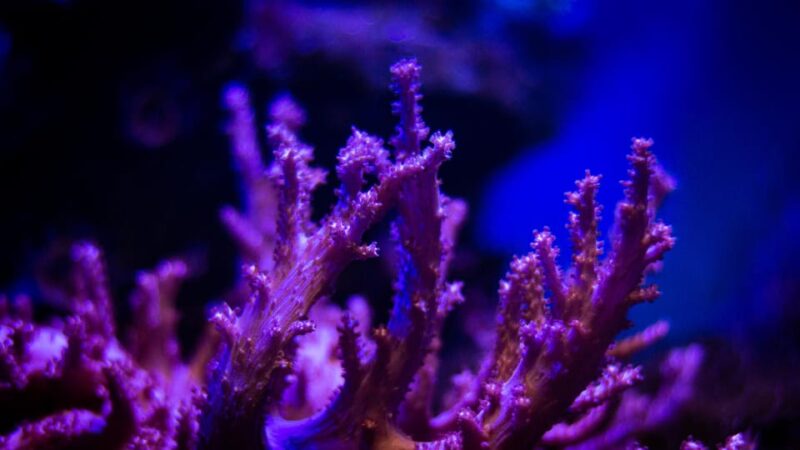 La Paz: Coral Farm Snorkel Tour - Key Points
