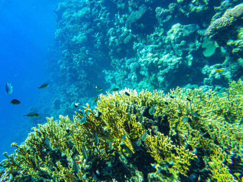 La Paz: Coral Farm Snorkel Tour - Activity Highlights