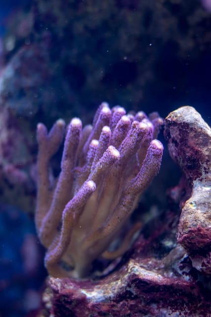 La Paz: Coral Farm Snorkel Tour - Educational Components