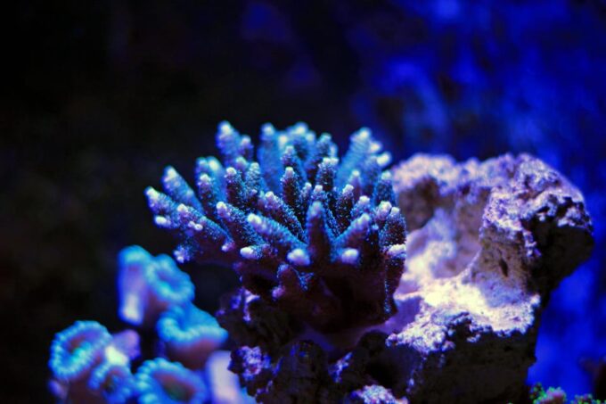 La Paz: Coral Farm Snorkel Tour - Booking and Availability