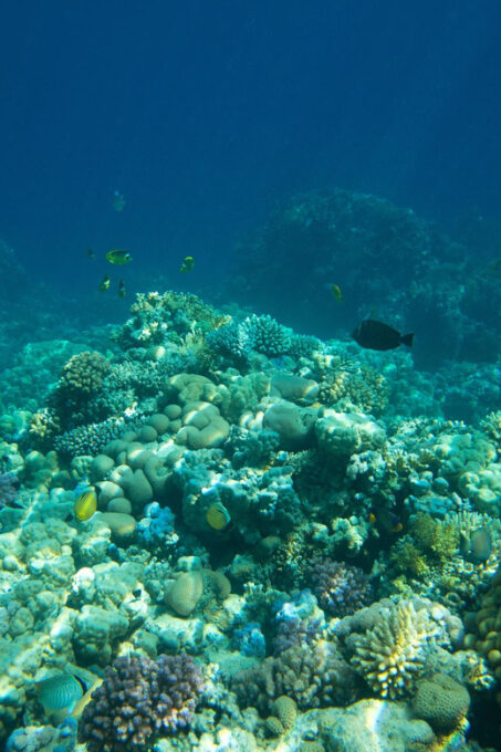 La Paz: Coral Farm Snorkel Tour - Frequently Asked Questions