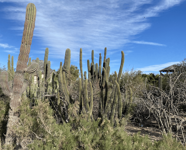 La Paz: El Triunfo and La Ventana Day Trip - Visiting the Museums