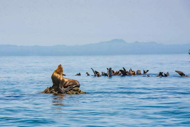 La Paz: Espiritu Santo Island Tour - The Practicalities: What to Expect