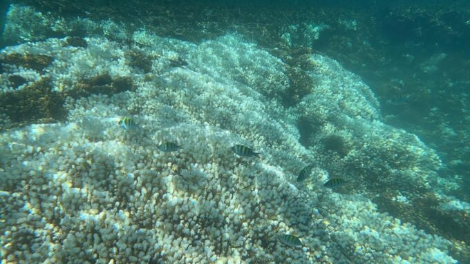La Paz: Holy Spirit Island Tour - Marine Life Viewing