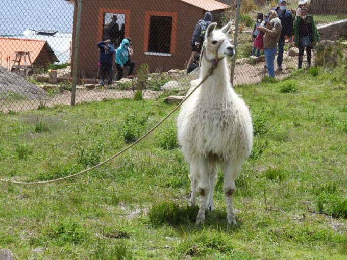 La Paz: Lake Titicaca and Sun Island Group Tour - Languages and Return