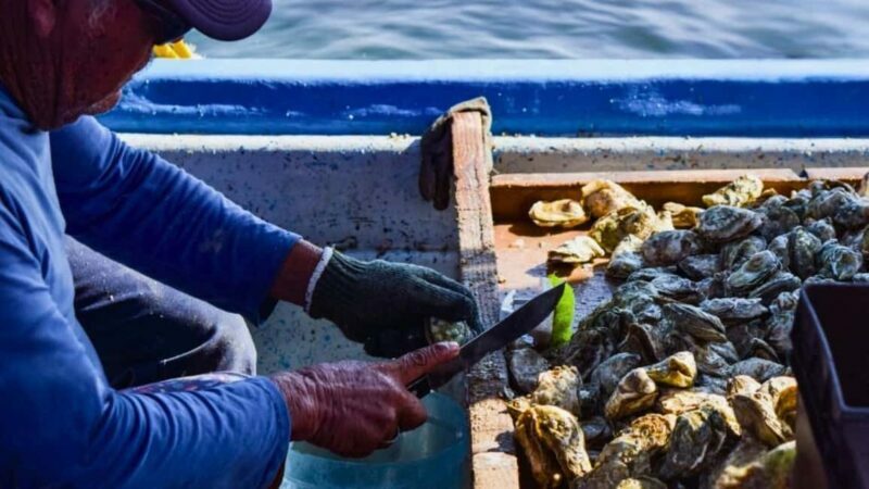 La Paz: Mangrove Adventure, Snorkeling and Shellfish Tasting - Exploring the La Paz Mangrove Tour: A Practical Breakdown