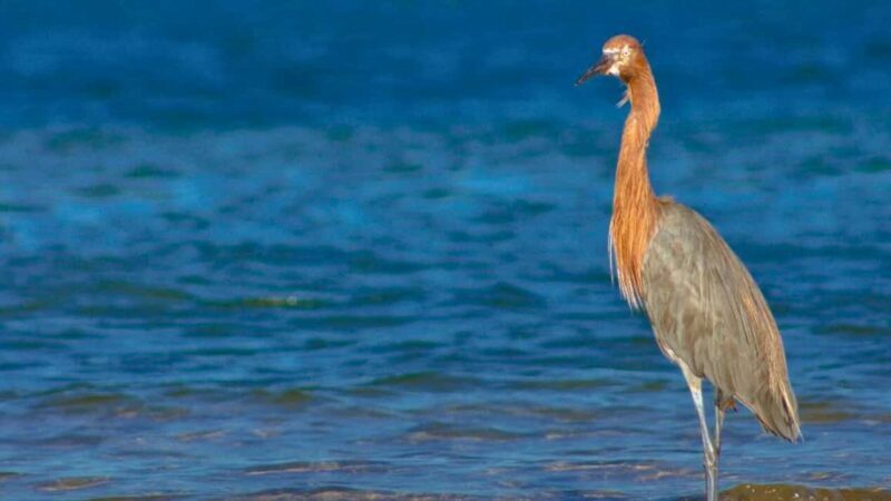 La Paz: Mangrove Adventure, Snorkeling and Shellfish Tasting - FAQ