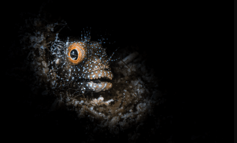 La Paz: Night Dive Experience - Experience Overview