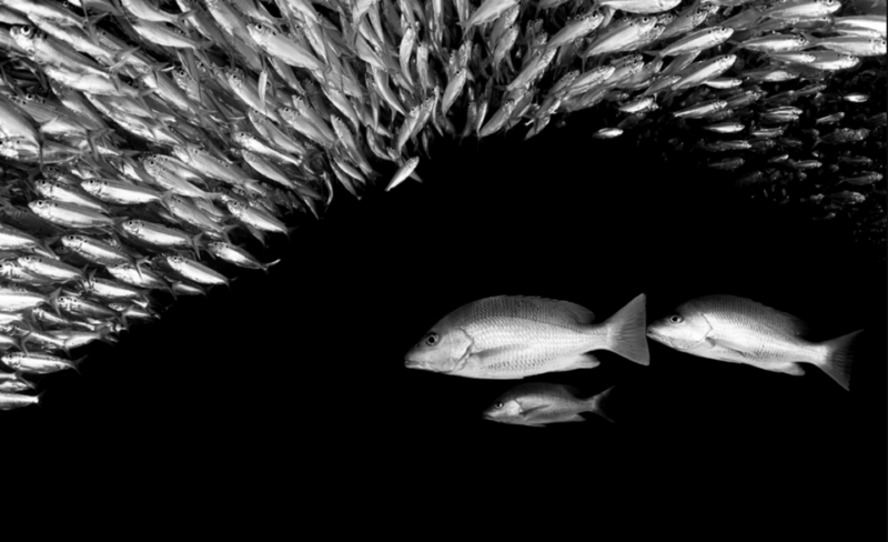 La Paz: Night Dive Experience - Highlights of the Dive