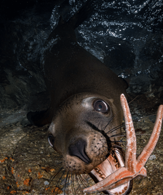 La Paz: Night Dive Experience - Dive Experience Details