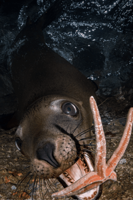 La Paz: Night Dive Experience - Frequently Asked Questions