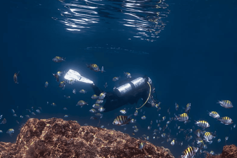 La Paz: Punta Lobos Dive Site - Key Points