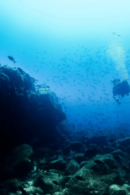 La Paz: Punta Lobos Dive Site - Dive Experience