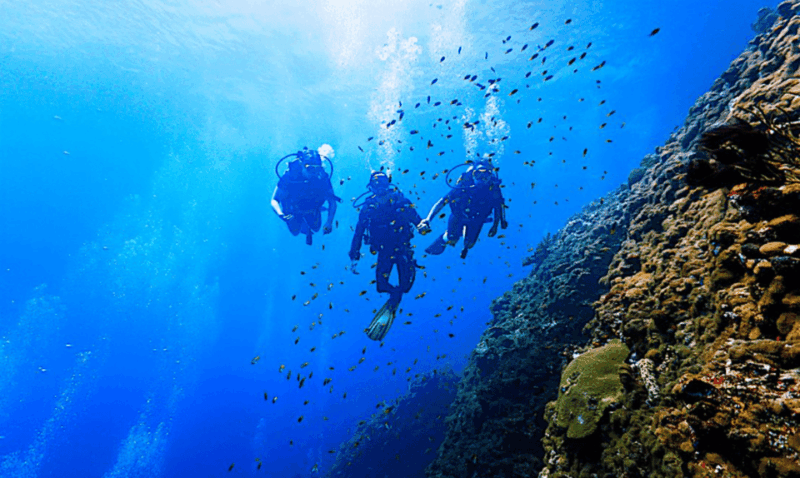 La Paz: Punta Lobos Dive Site - Seasonal Highlights