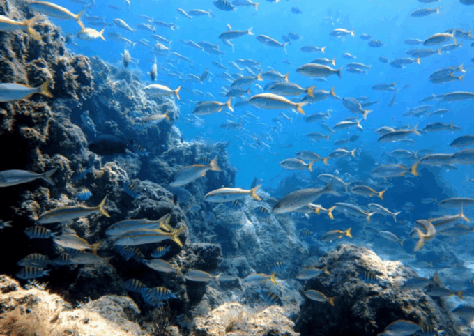 La Paz: Punta Lobos Dive Site - Safety and Restrictions