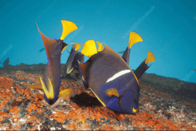 La Paz: Salvatierra Wreck Dive Experience - Key Points