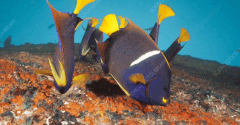 La Paz: Salvatierra Wreck Dive Experience - Dive Experience
