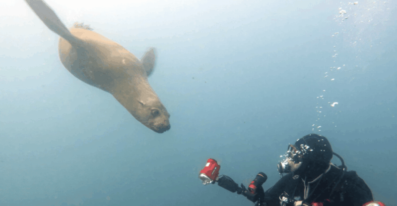La Paz: San Rafaelito Dive Site - Dive Experience Highlights