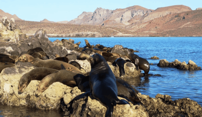 La Paz: San Rafaelito Dive Site - Night Diving and Nocturnal Habits
