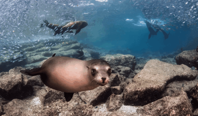 La Paz: San Rafaelito Dive Site - Frequently Asked Questions